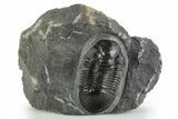 Paralejurus Trilobite Fossil - Ofaten, Morocco #347279-3